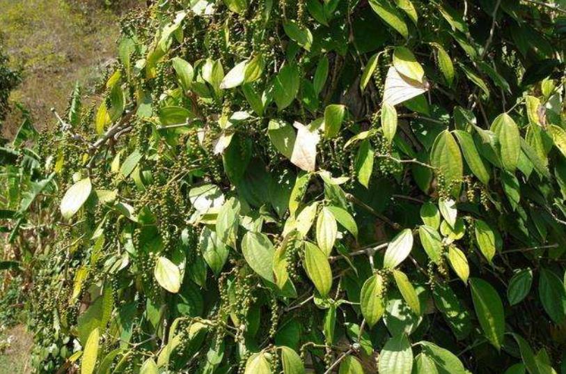 农村这牛筋树,很多人不认识,它可是浑身是宝,果实能治胃痛