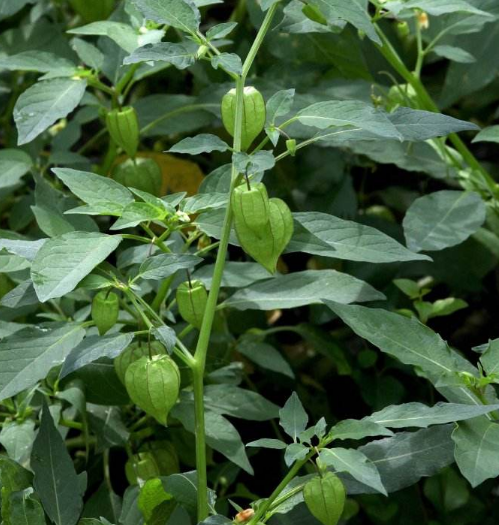 这种野草在我们东北,乡亲们给它起了一个名字叫"咕鸟".