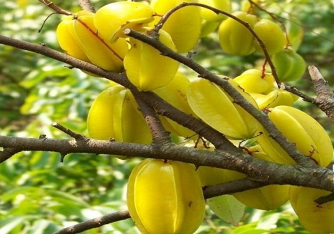 杨桃- 优质问答专区