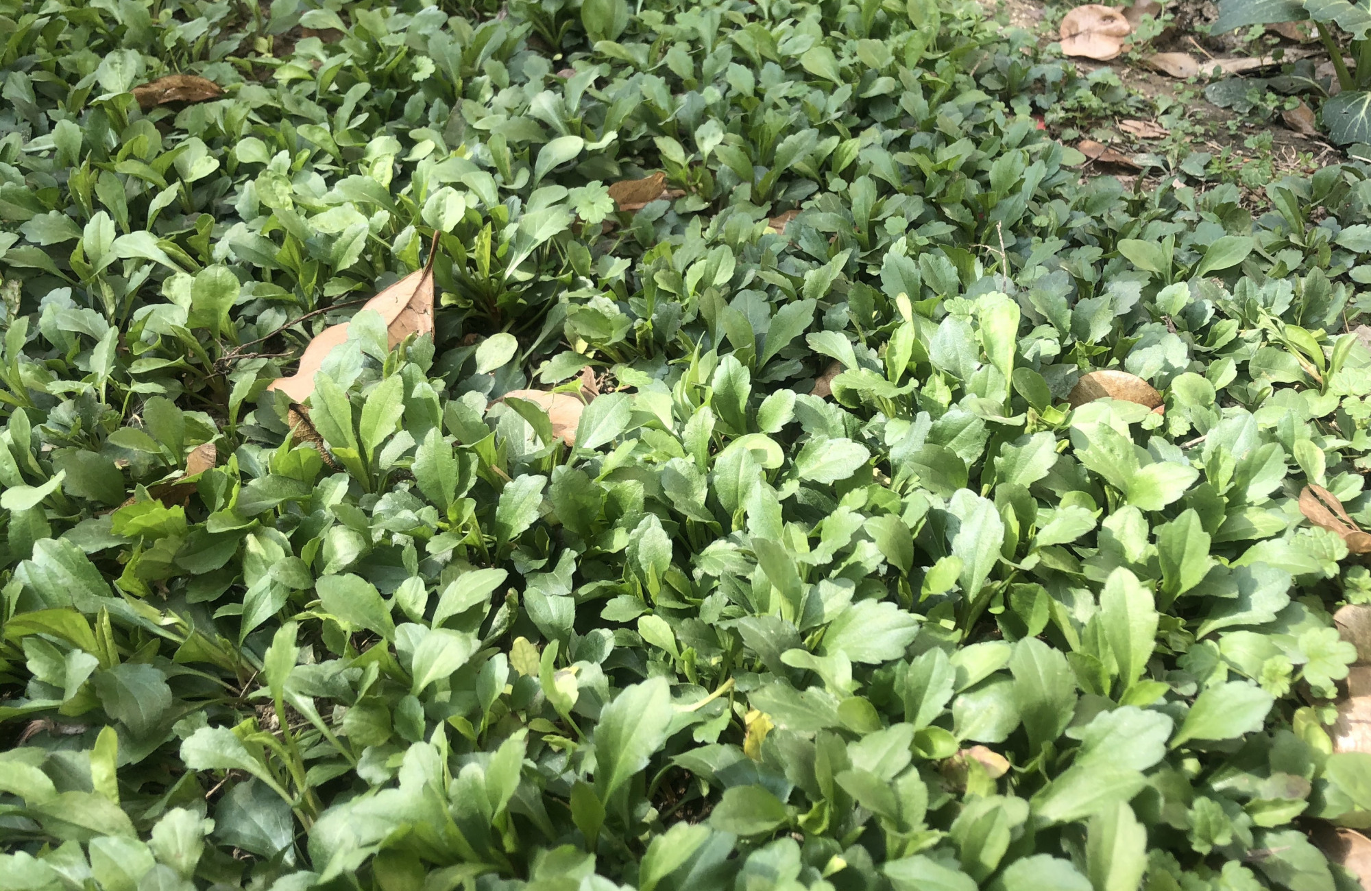 挖来的马兰头不拌香干,调成肉馅塞面筋,鲜香汁多,满满的春天味