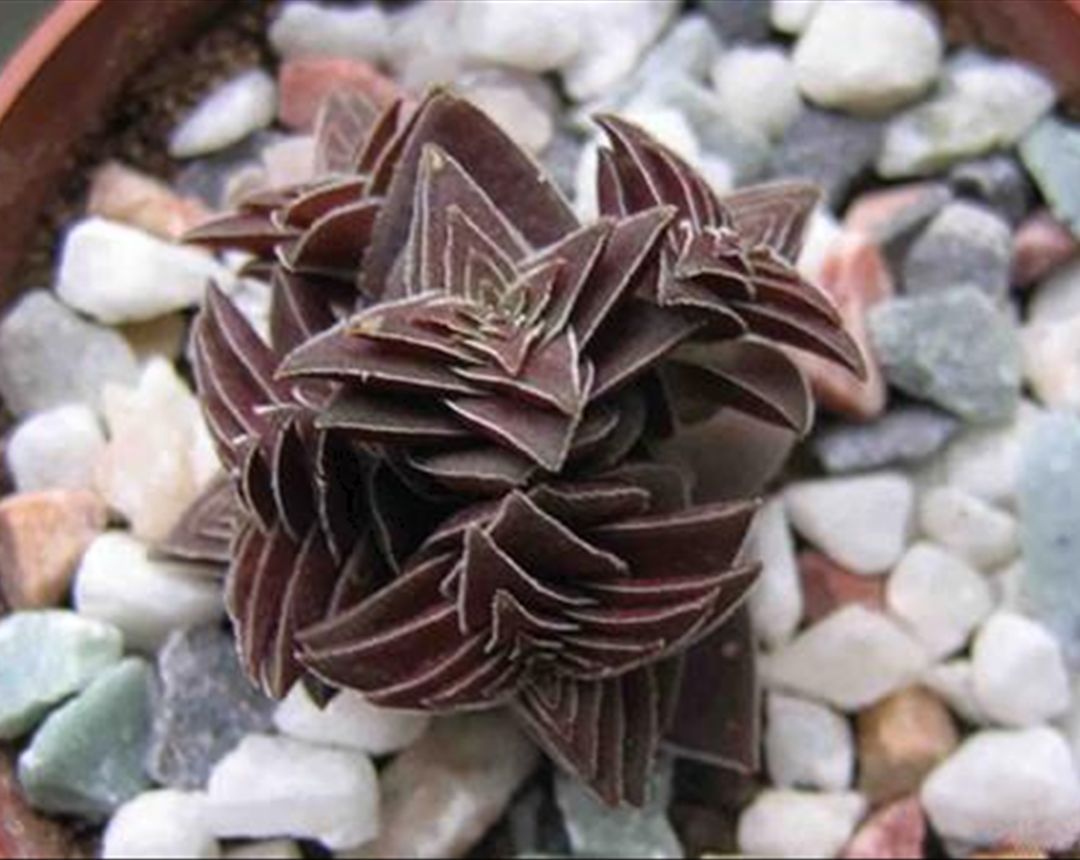 养殖茜之塔时,掌握这4个要点,让你的茜之塔爆盆生长!