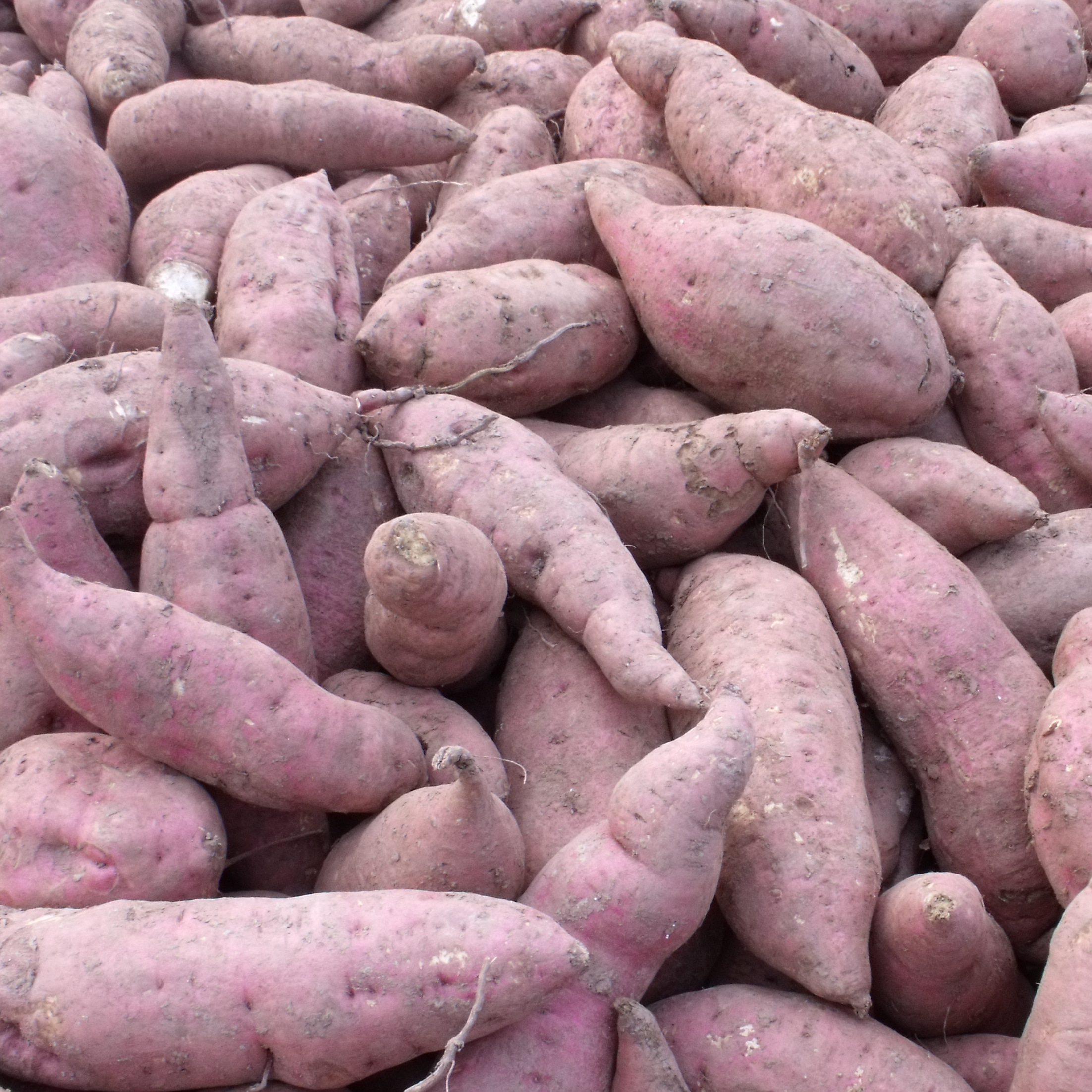 红薯淀粉加工技术