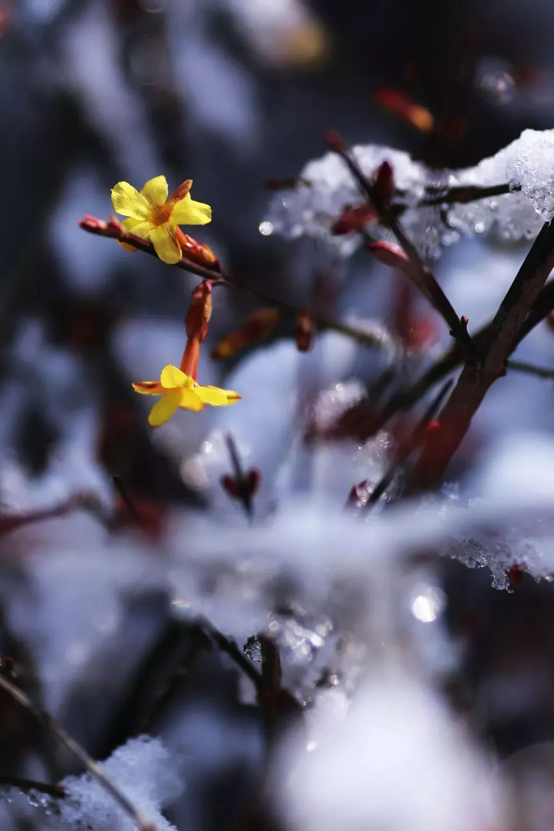 梅花映雪,唤君来中山公园观景