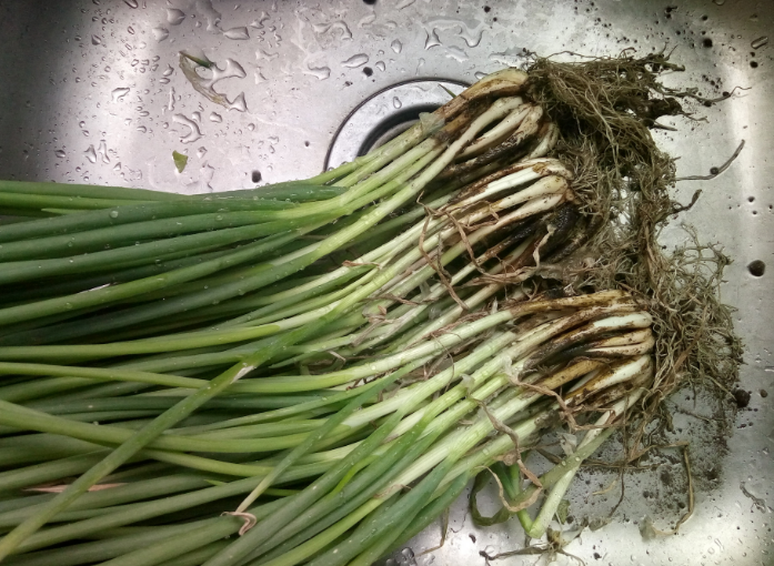 美食:主妇小窍门,葱放上1年也不坏,跟新鲜的一模一样