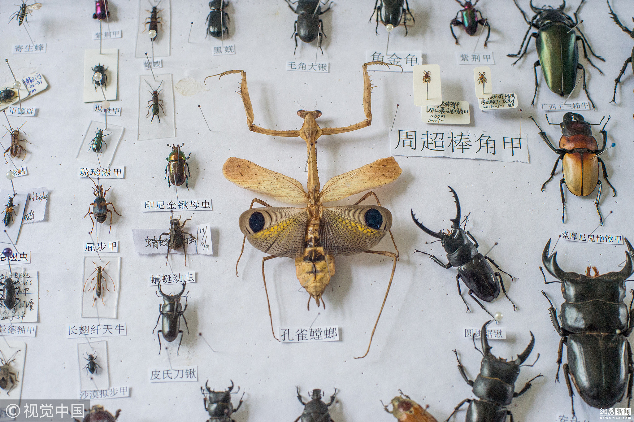 中学生制作800枚昆虫标本 学校欲建博物馆