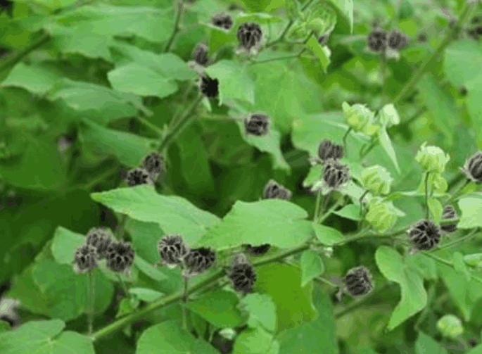 長得像磨盤的野草,是耳鳴的