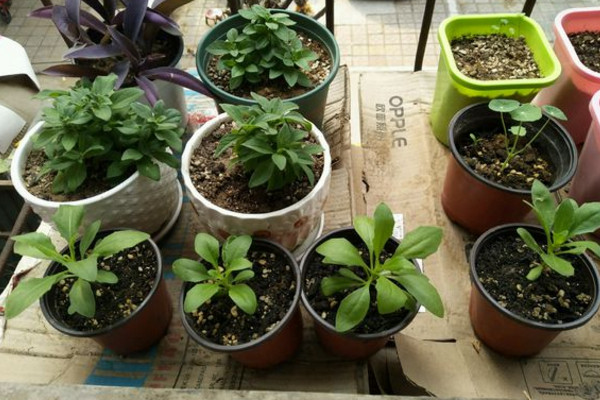 长度大概在5厘米左右,或者直接用给蓝目菊打顶的时候掐下来的枝叶拿来