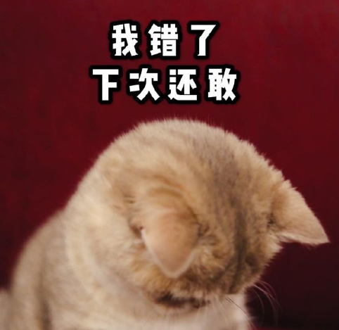 超萌猫咪表情包_猫咪委屈卖萌表情包_超萌宝宝表情包