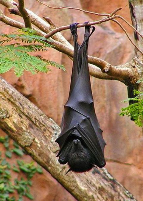 巨型蝙蝠王最大图片