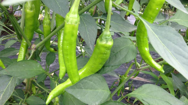 杭椒- 热门商品专区