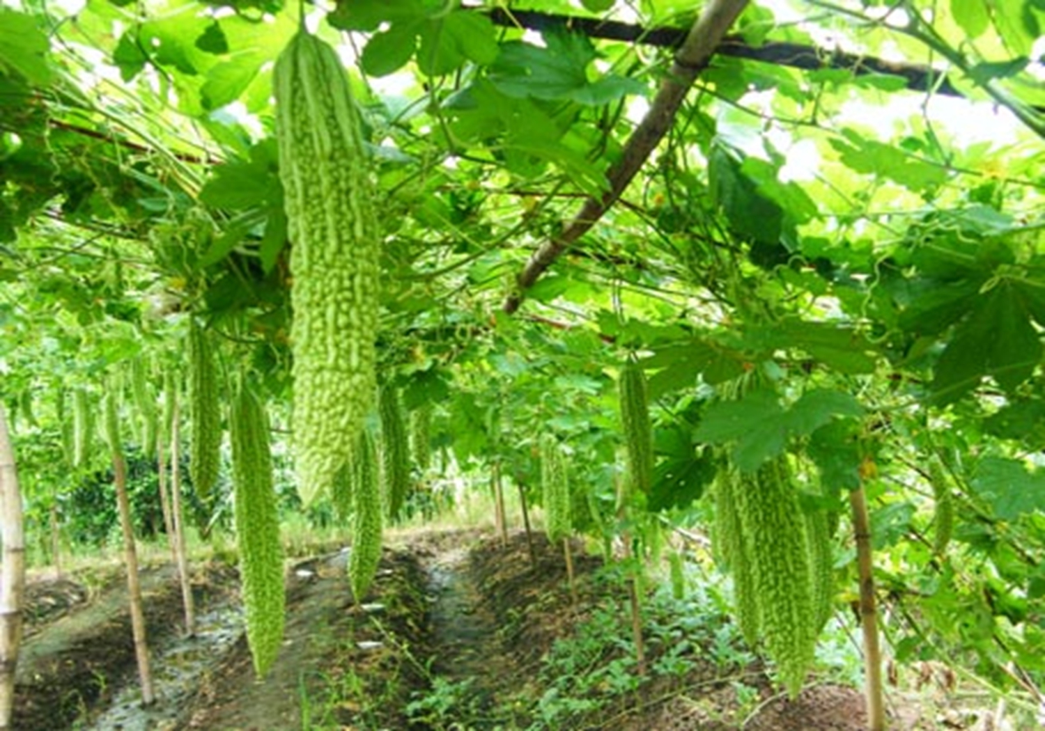 冬季苦瓜大棚种植图片