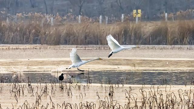 济南人,咱家门口就有个"天鹅湖",有美妙的鹤汀凫渚