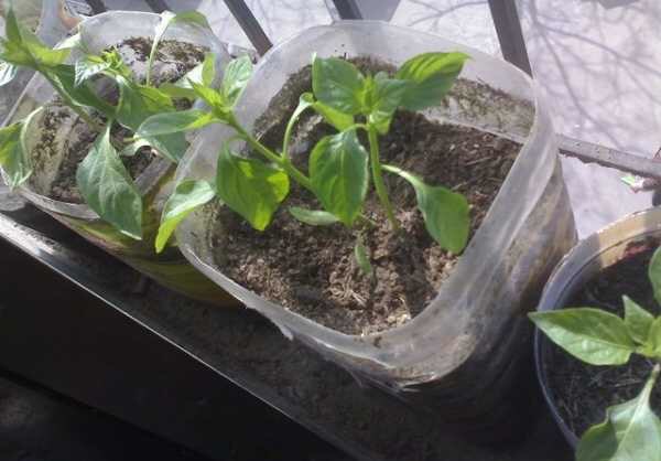 她用空油壶,纸杯种菜,白菜韭菜辣椒,长得可茂盛了,收获很不错