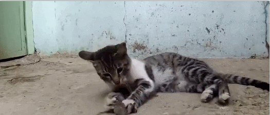 芭比图片 花猫动态图 猫的动图表情包gif 动漫资讯  猫咪卖萌表情包