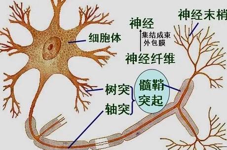 脱髓鞘病是什么呢?它会有怎样的症状呢?