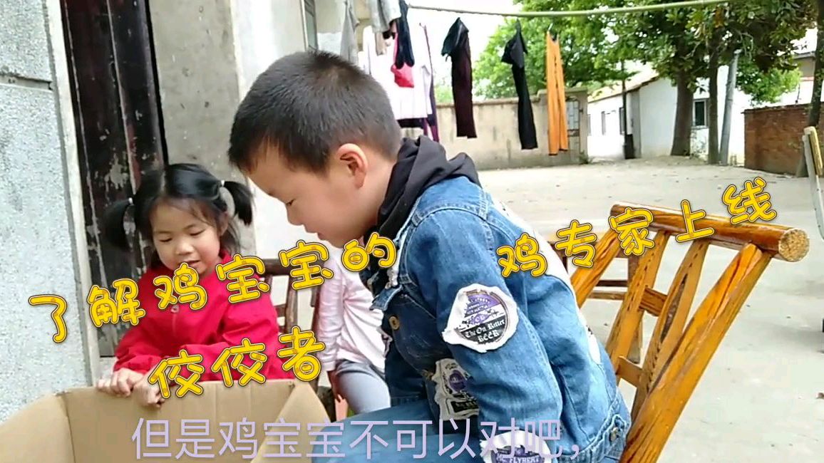 关于小鸡可以飞多高,小鸡怎么出生,来看看养鸡专家哲哲怎么说吧
