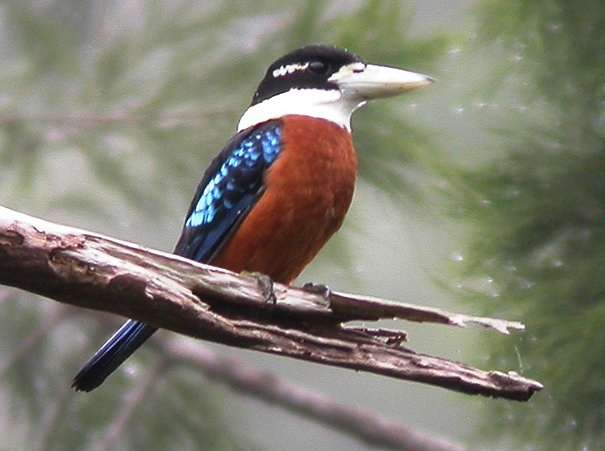 动物知识科普,小编带你了解棕腹笑翠鸟