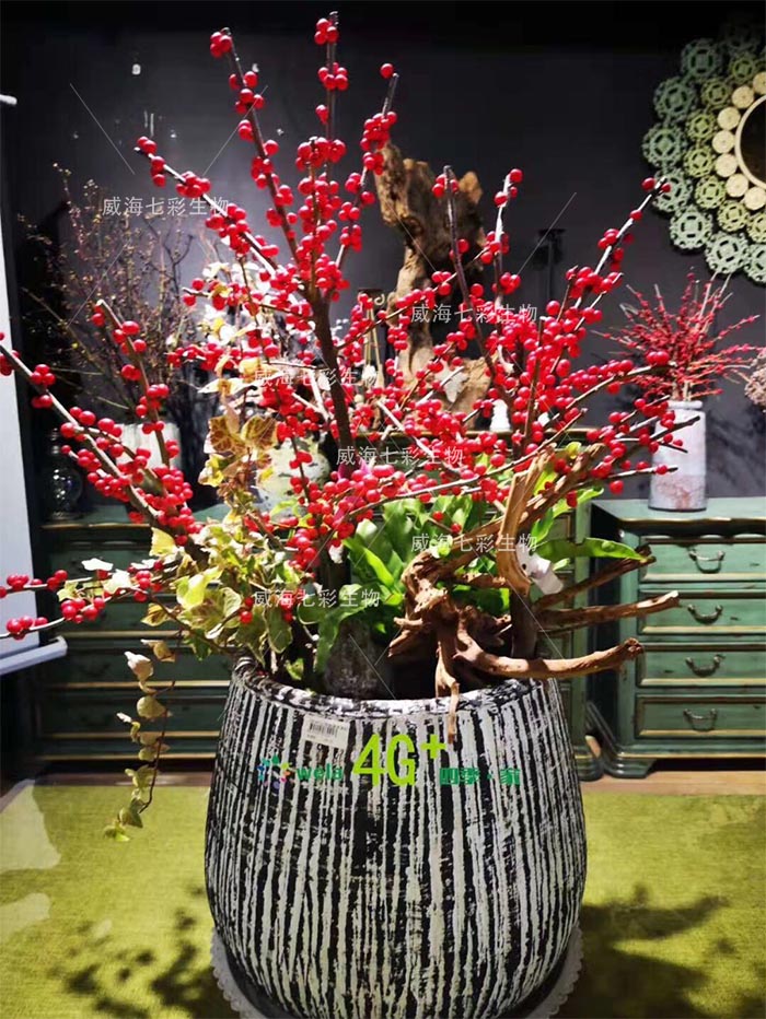 百度爱采购首页 商品专题_东青北美冬青盆栽 【光照