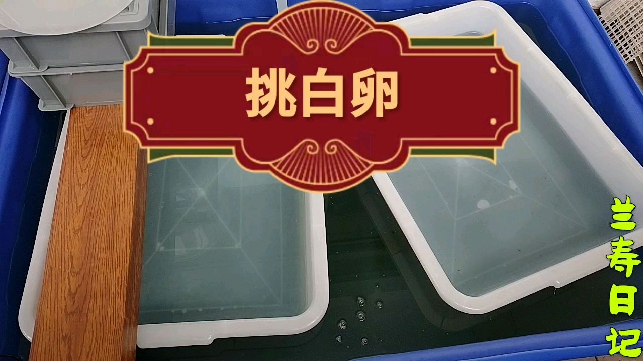 金鱼甩籽第二天 一定要把白卵挑出去 这事不能等