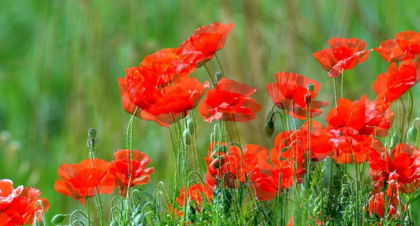 新疆额敏野生虞美人景区自驾游记