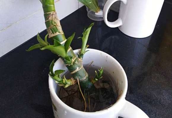 富贵竹如何扦插繁殖?掌握这2种方法,你就是下一个养殖大户