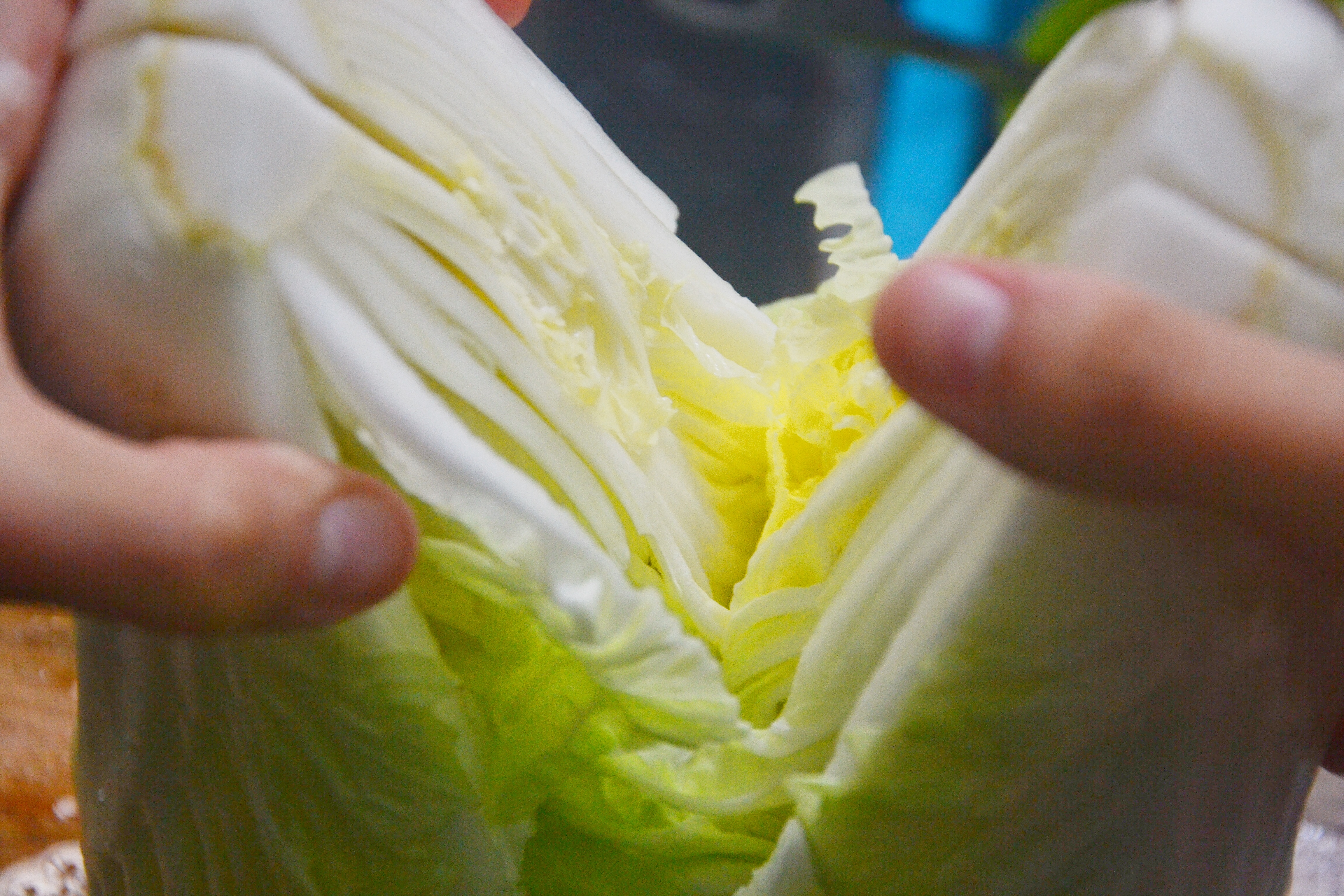 2.清洗好的大白菜,用手把150g食盐洒在每片菜叶子上