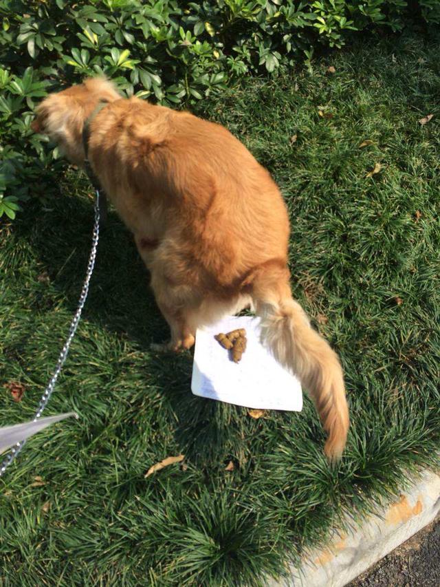 不就捡个狗屎吗,哪里知道这么多讲究!来听听金毛铲屎官精辟解读