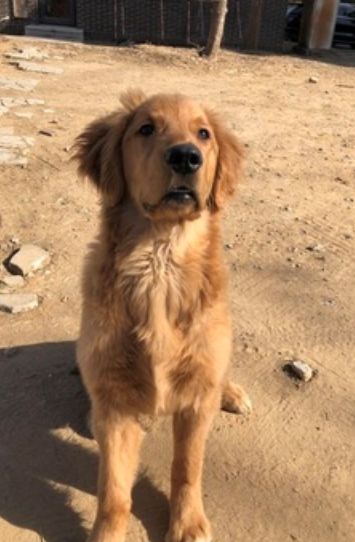 「送养」金毛,泰迪,串串