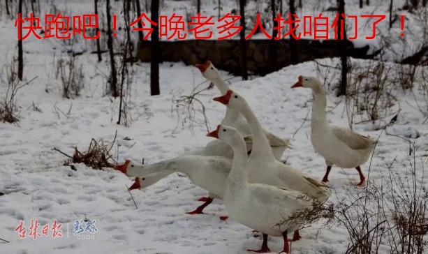 下雪了,大鹅慌神了!(附赠炖鹅菜谱)