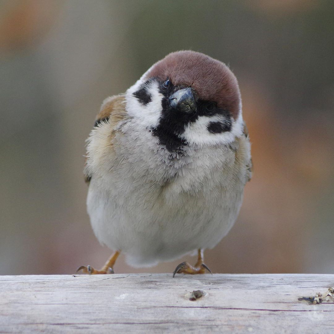 日本摄影师镜头下麻雀穿的衣服是不是很可爱
