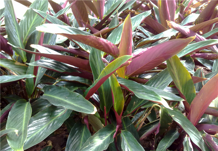 斑叶紫背竹芋图片