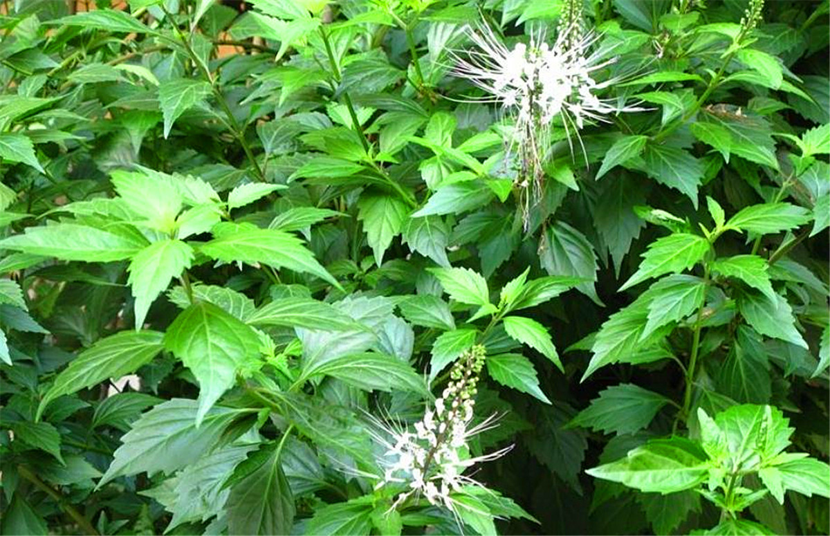 农村有一种草,叫做"肾草,肾茶",遇见野生的,赶紧采挖回家