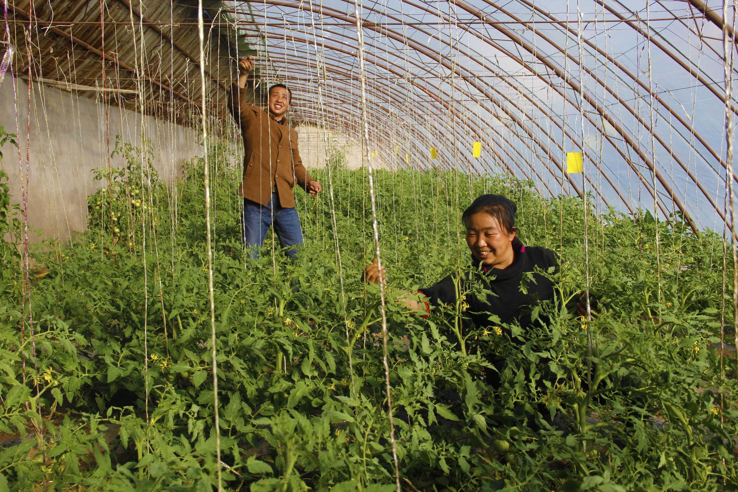 農民種蔬菜年年賠,想賺錢這幾點是關鍵