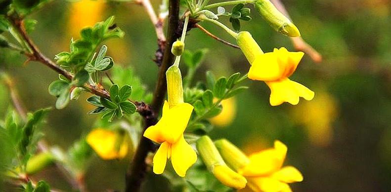 新年第一波,沙棘果来了,明天12点不见不散,花棒柠条也在路上