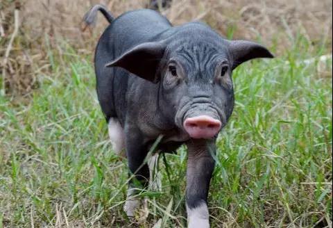 这种土猪有着珍稀血统,它身上有一小块,为珍贵的"雪花肉"