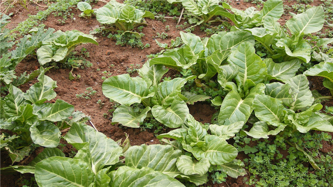 中国甜菜种植分布图 - 2020年最新商品信息聚合专区 - 百度爱采购