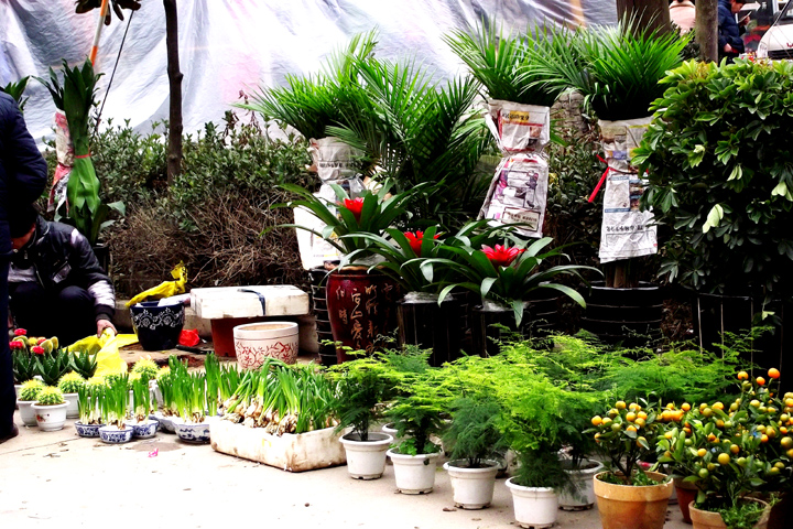 为什么盆栽店的花草状态良好,价格不贵,还是无人问津?