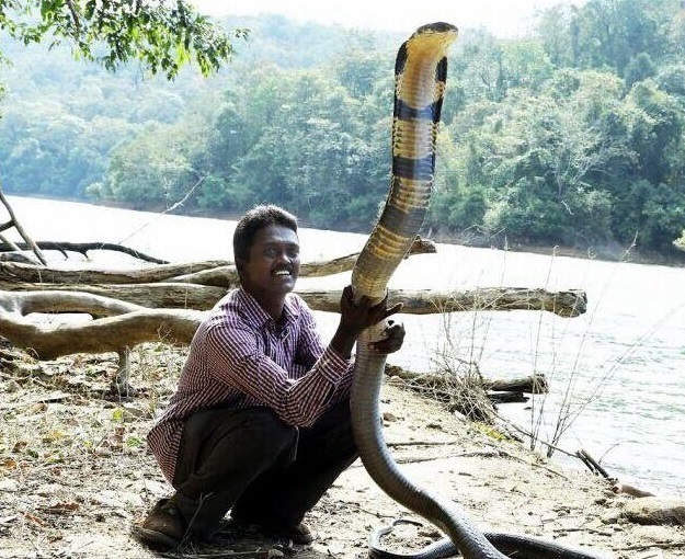 世界最大的毒蛇——"蛇类煞星"眼镜王蛇