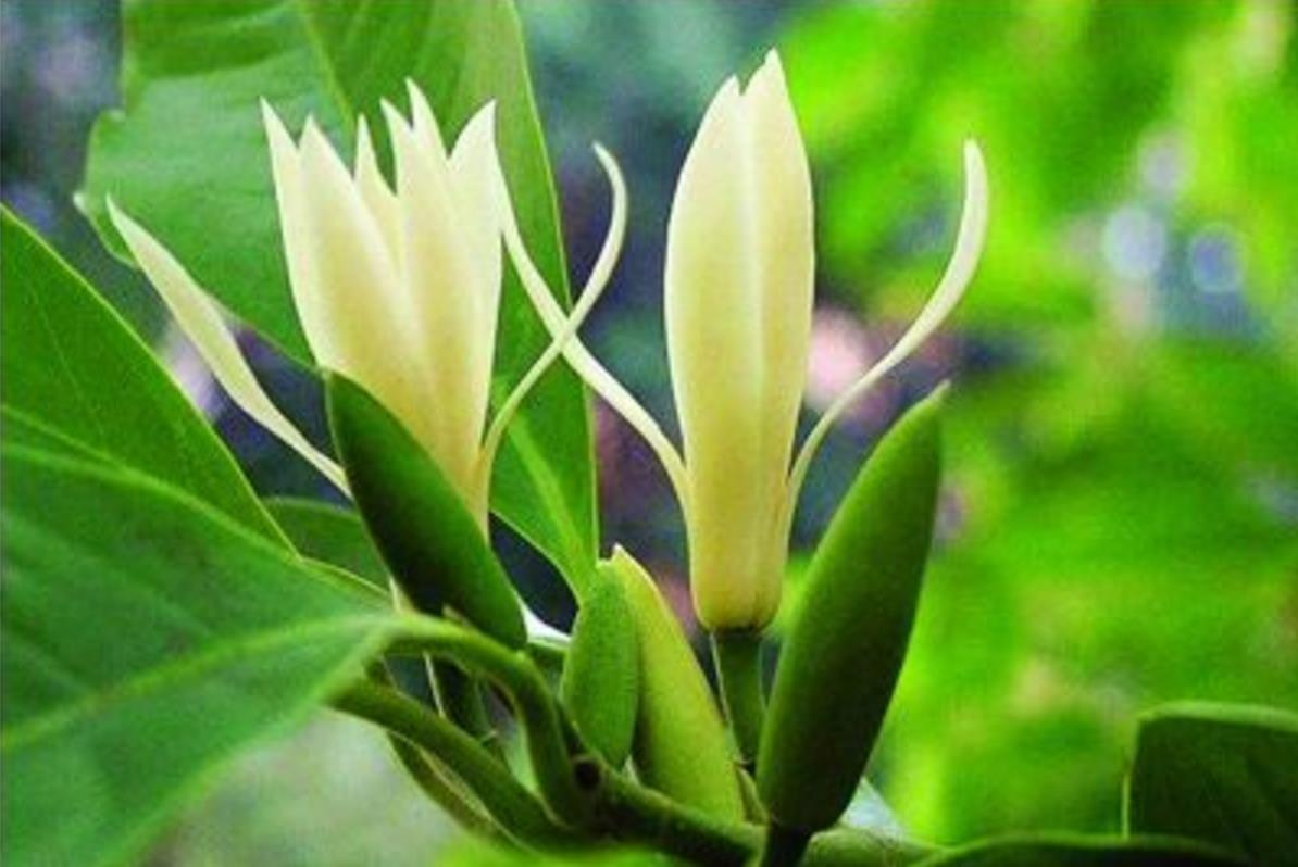 今天给大家介绍的花叫做白兰花,花朵洁白无暇,号称