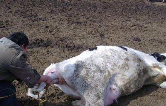 奶牛难产为胎儿竟允许主人下狠手,牛犊坠地那刻母牛动作让人揪心