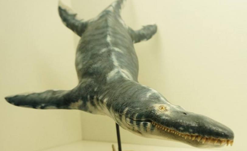 狭蜥鳄,生存于侏罗纪早期到白垩纪早期的已灭绝海鳄类,狭蜥鳄的化石