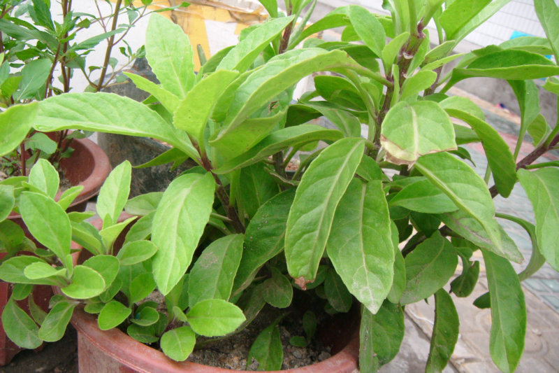 在农村,有农民靠这种外来物种发家致富,这又是为什么?