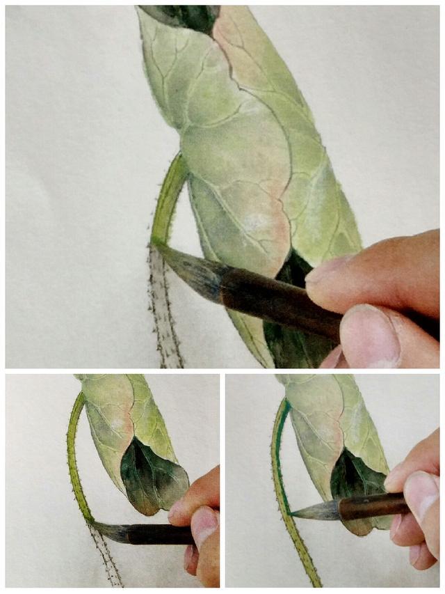 卷合状荷叶的工笔绘画步骤详解