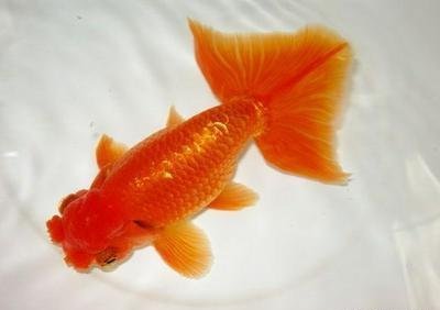 「小毳谈」精雕细琢的日本宇野系兰寿金鱼