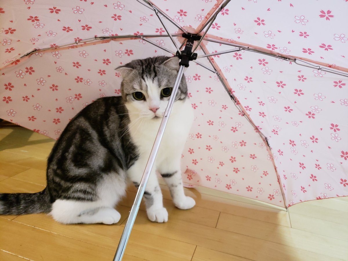 伞下猫,看见雨伞就想躲进去的猫咪真可爱,快来试一试吧