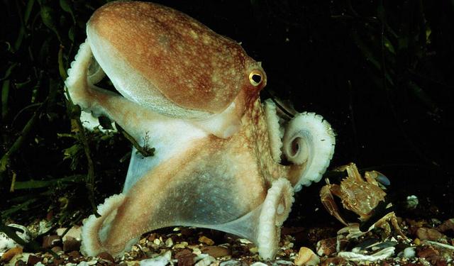 长得很奇怪,名字比诗还美,这种叫望潮的海鲜怎么做才好吃?