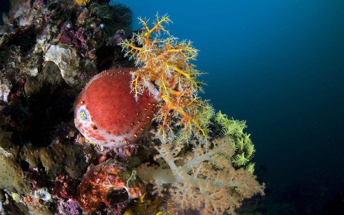 丰富的软珊瑚以及海苹果和海参.