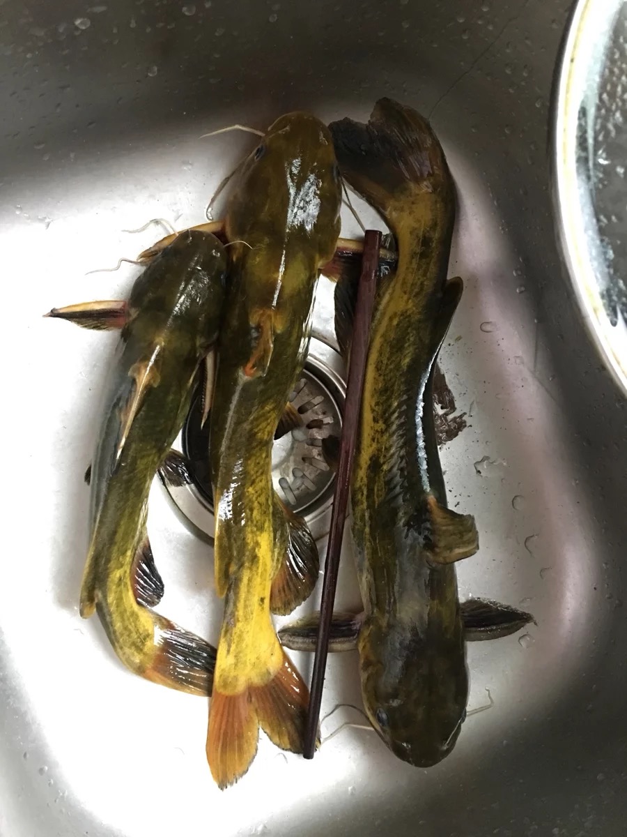 春季黄颡鱼钓不到?那是这种厉害钓法没学到家,老钓手百试百灵