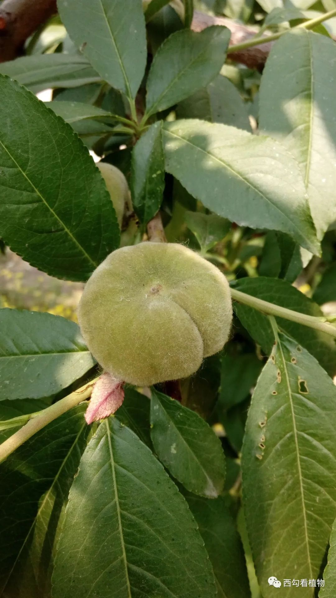 辛庄植物095——蟠桃