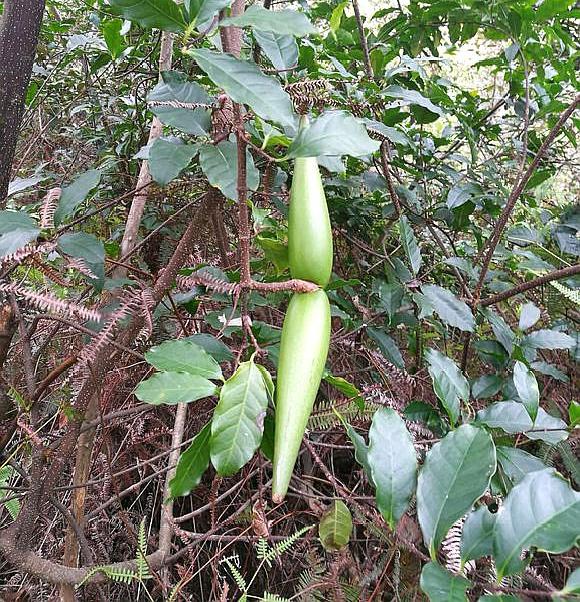 果实似羊角,外形独特,人称"断肠草",遇到别去摘,全株有大毒